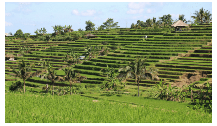 Cara Berkunjung Ke Sawah Terasering Jatiluwih Bali